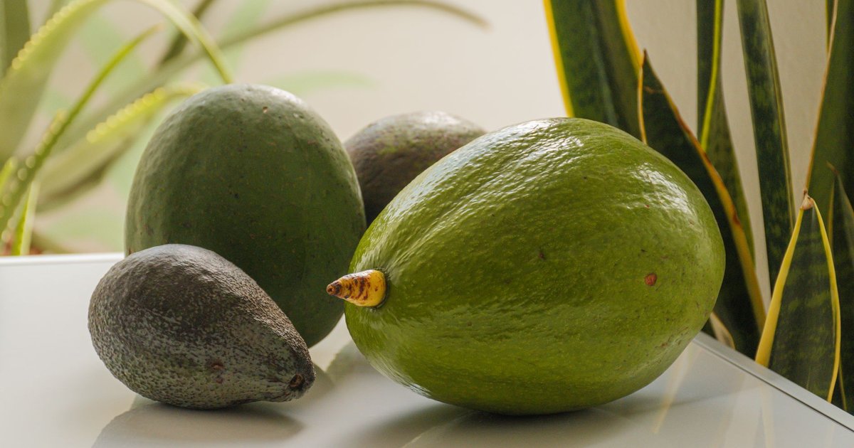 Avocado storage guide — how long it lasts