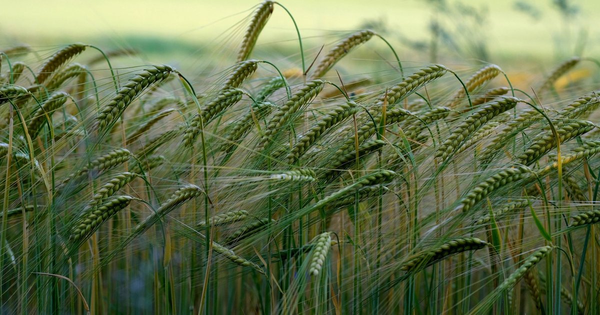 Barley storage guide — how long it lasts