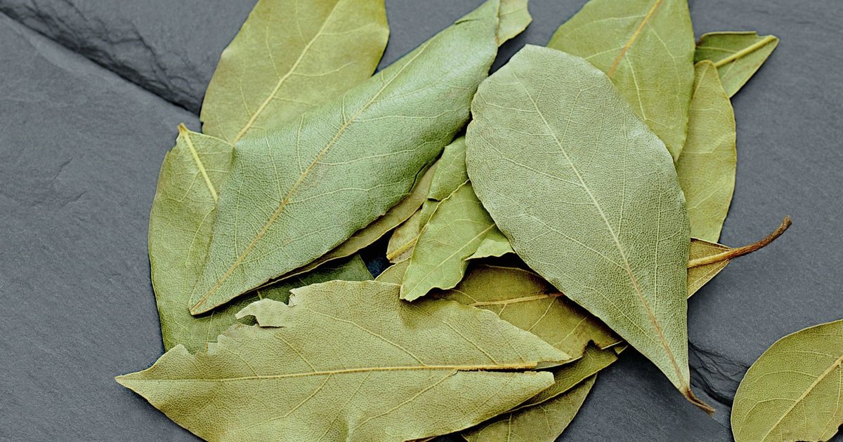 Bay leaf storage guide — how long it lasts