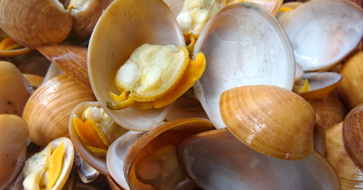 Clams storage guide — how long it lasts