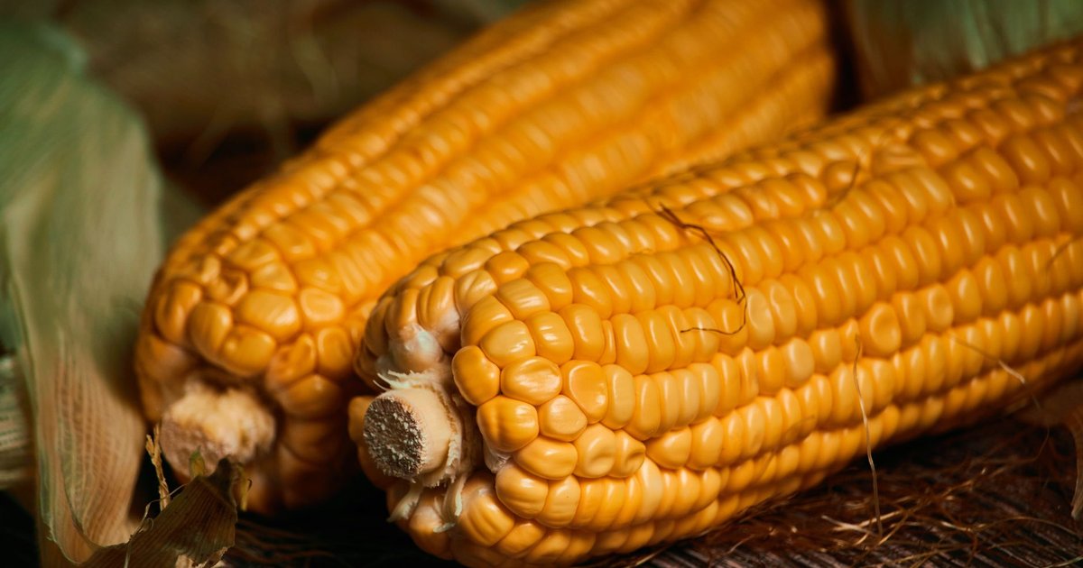 Corn storage guide — how long it lasts