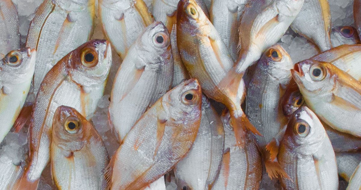 Fresh fish storage guide — how long it lasts