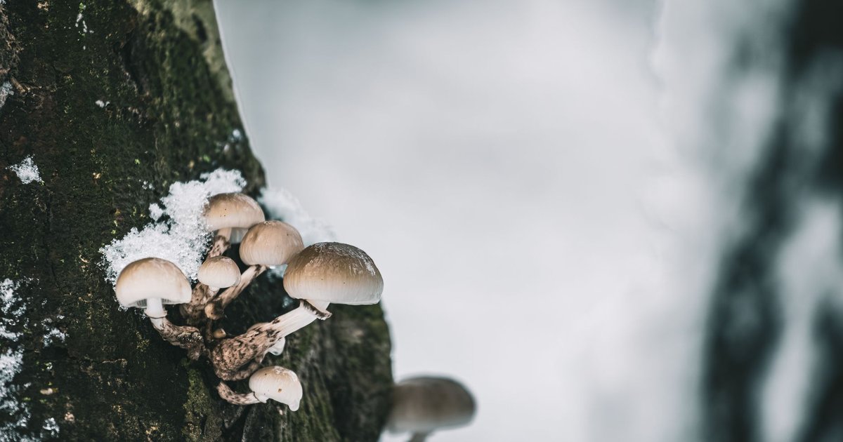 Frozen mushrooms storage guide — how long it lasts