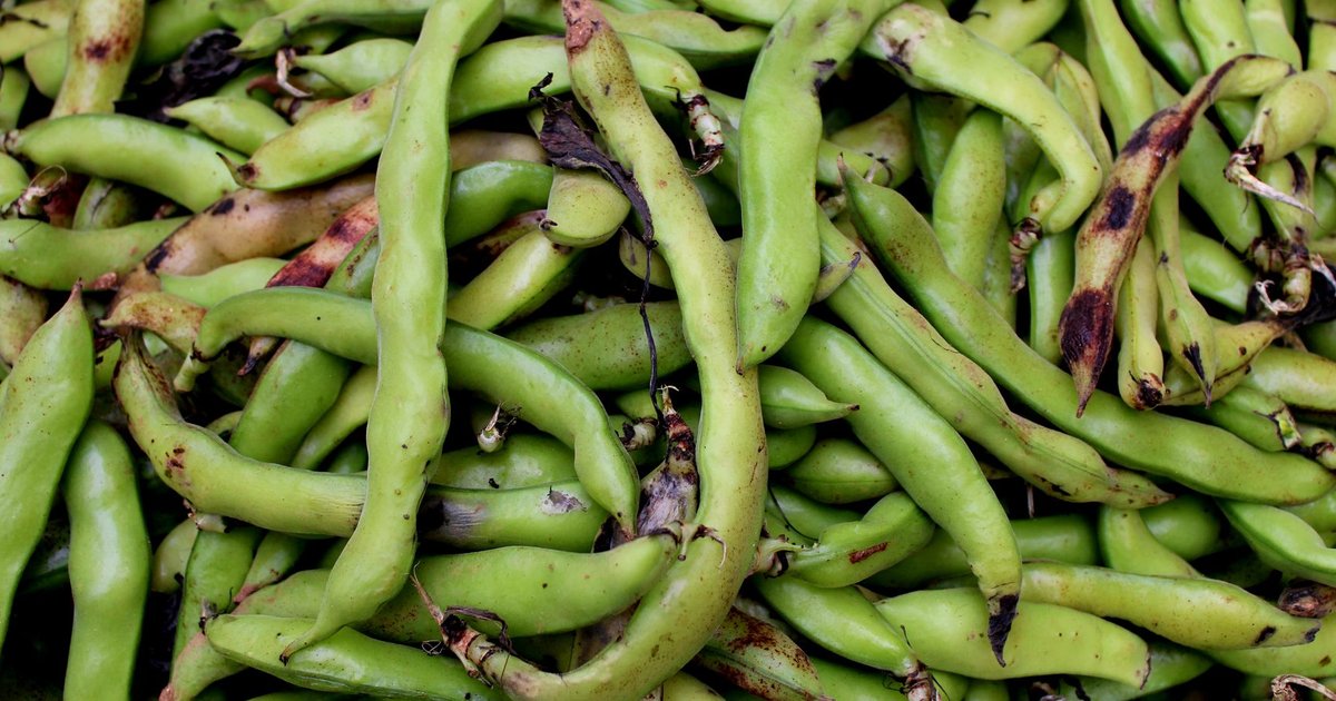 Green beans storage guide — how long it lasts