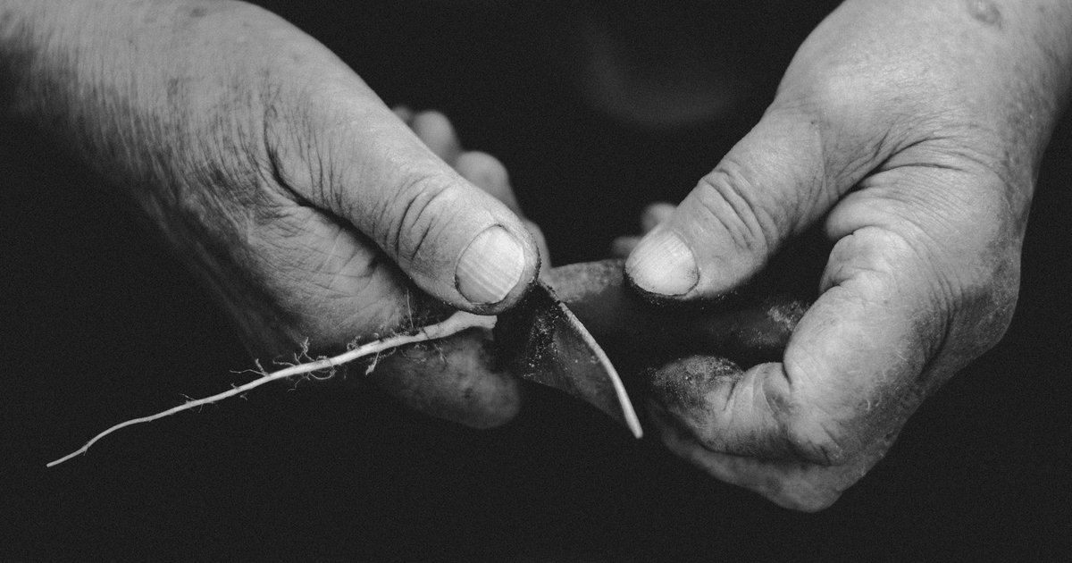 Horseradish storage guide — how long it lasts