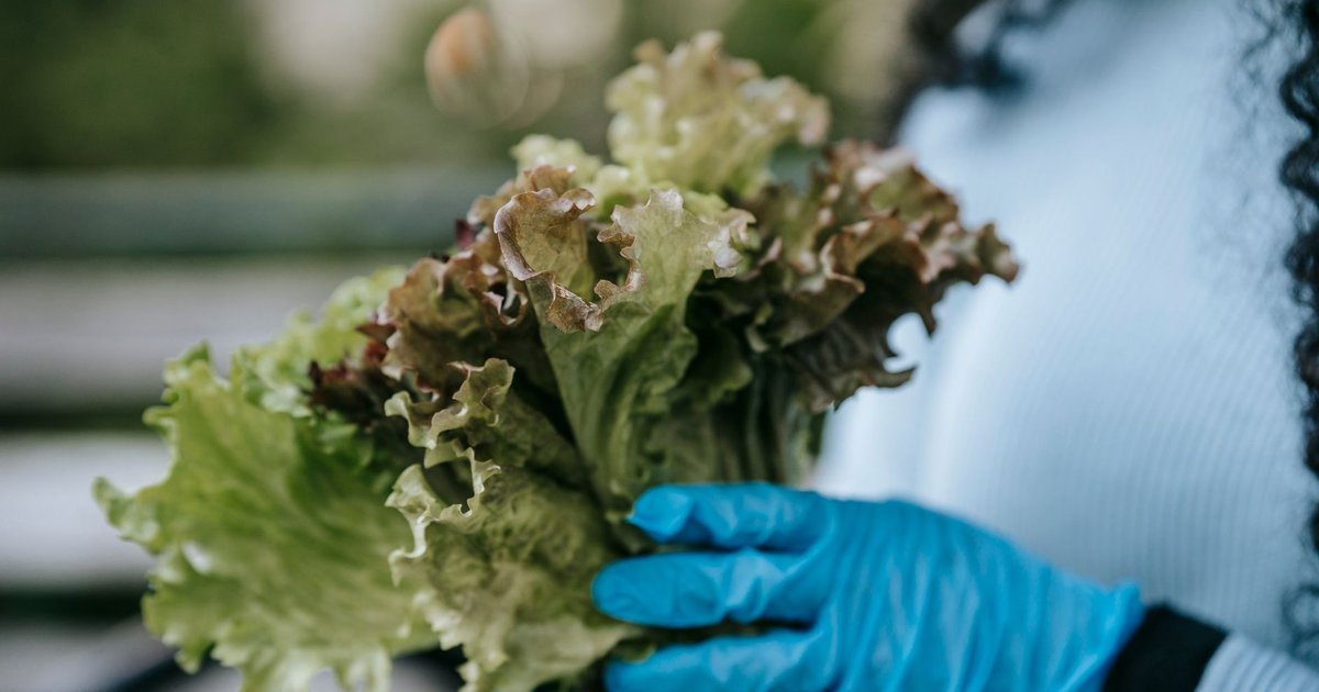 Lettuce storage guide — how long it lasts
