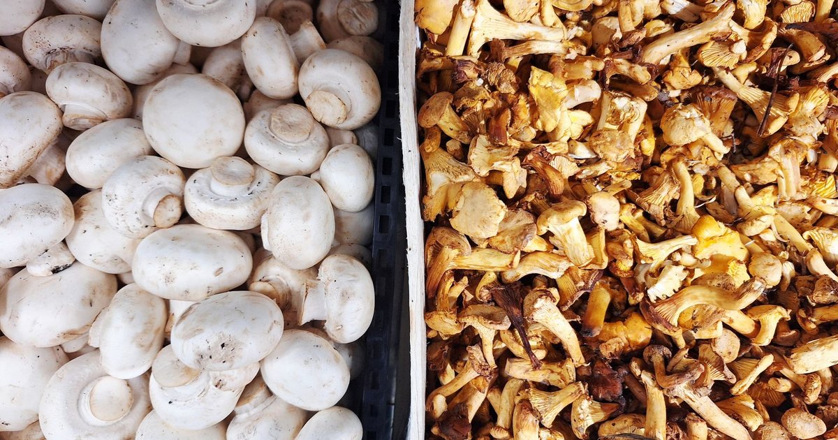 Mushrooms storage guide — how long it lasts