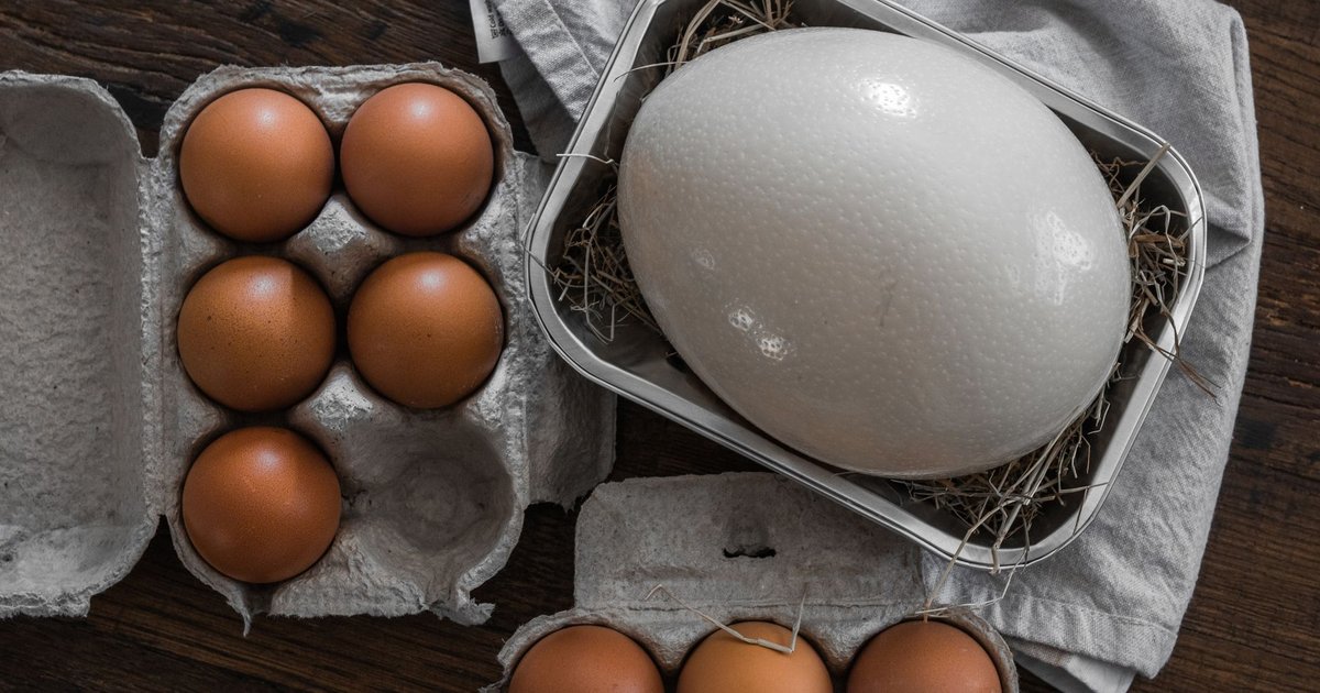 Ostrich eggs storage guide — how long it lasts