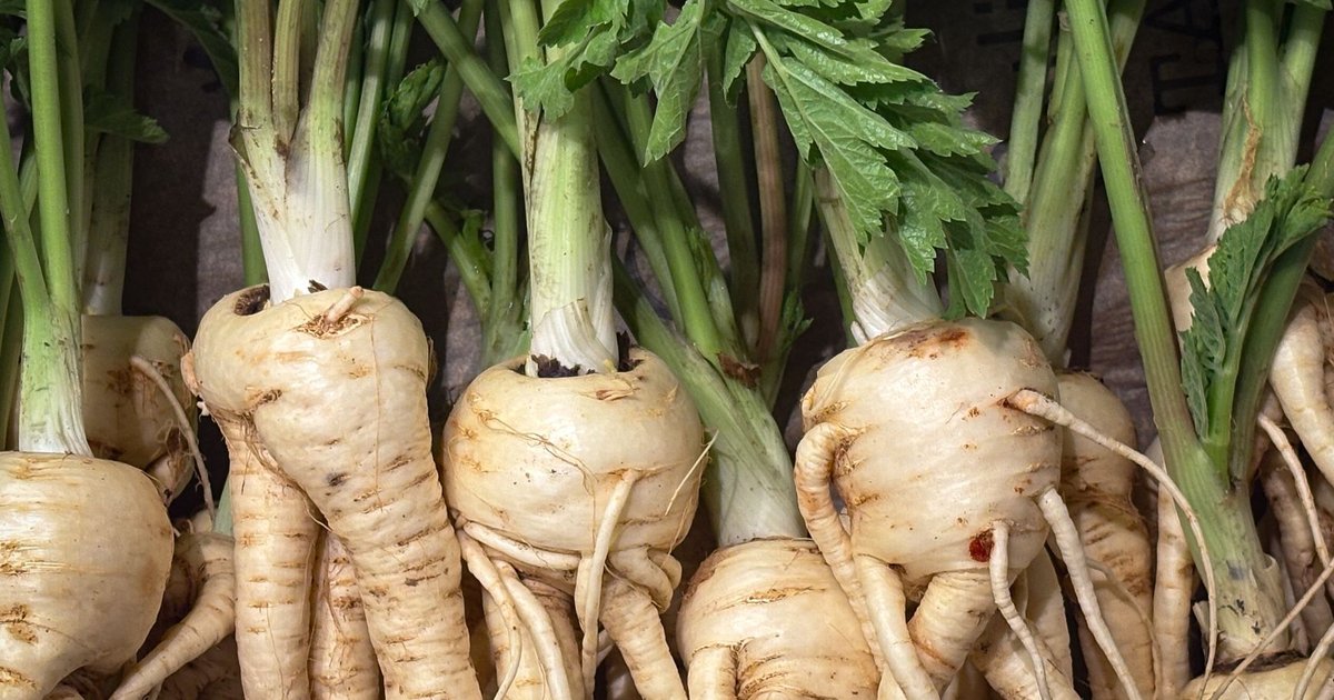 Parsley root storage guide — how long it lasts