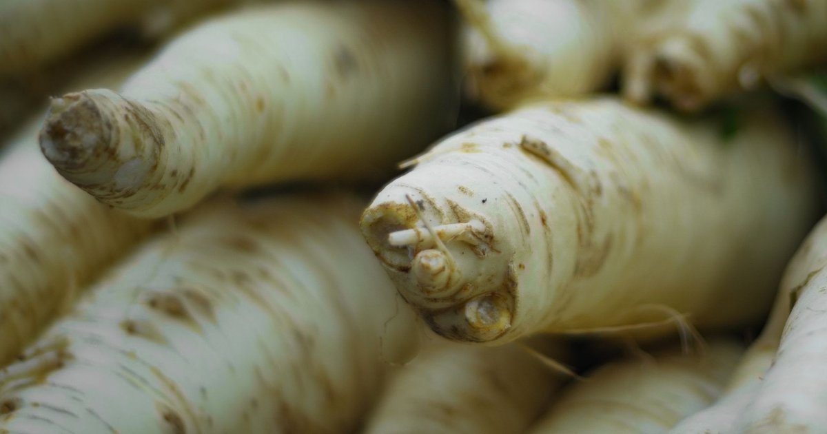 Parsnip storage guide — how long it lasts