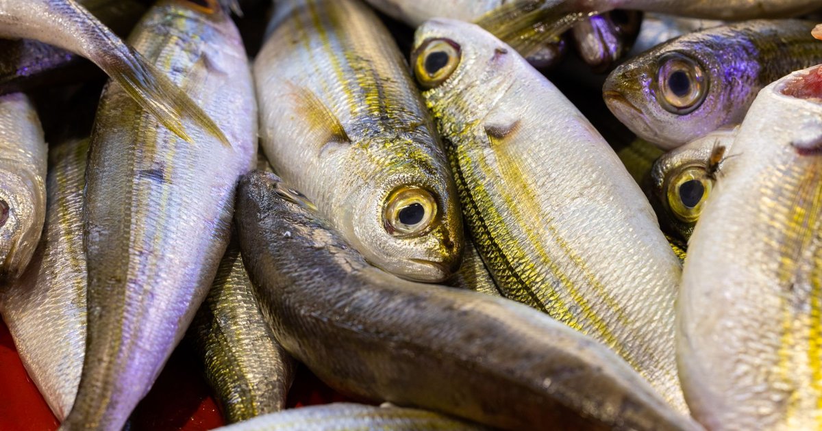 Powdered fish storage guide — how long it lasts