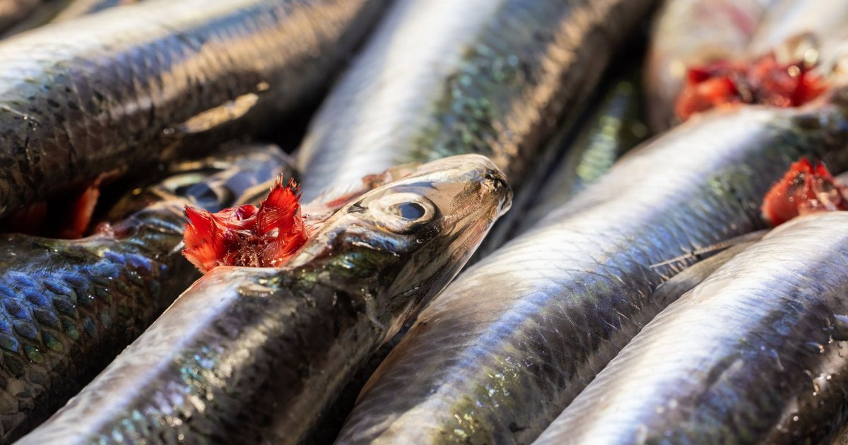Smelt fish storage guide — how long it lasts